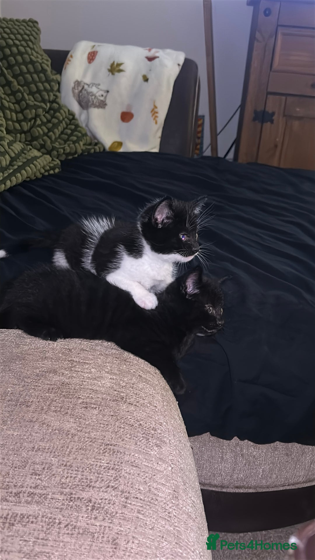 Mixed Breed cats for sale: Bonded Pair of Male Kittens - Must Go Together - Advert 13