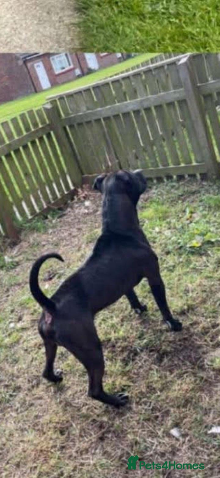 Staffordshire Bull Terrier dogs Staffordshire Bullterrier  - Advert 6
