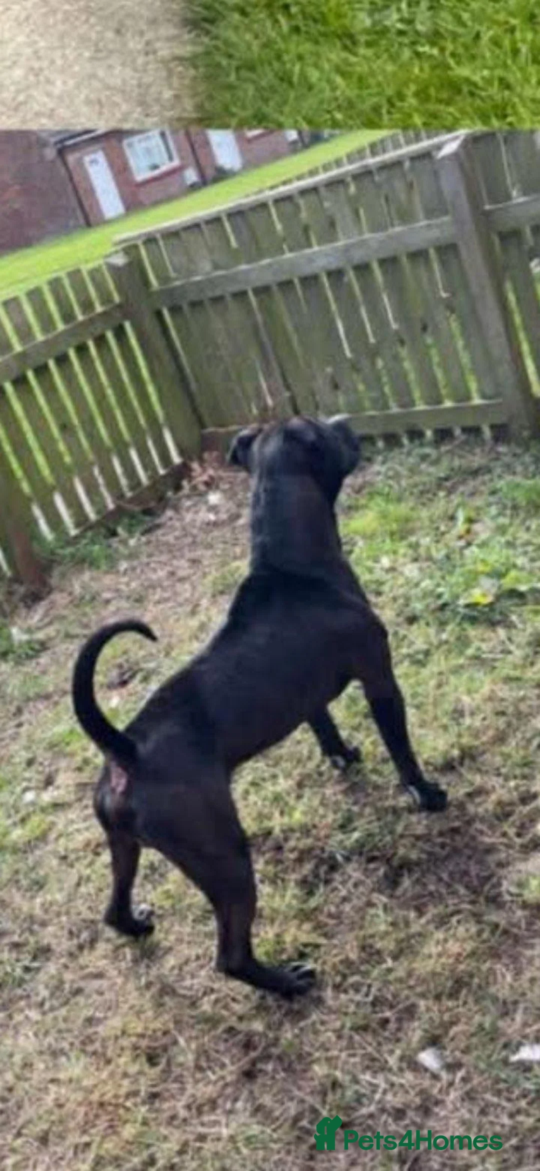 Staffordshire Bull Terrier dogs for sale: Staffordshire Bullterrier  in Durham - Advert 1