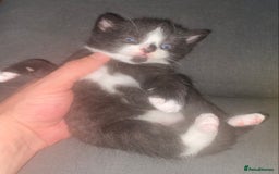 Mixed Breed cats for sale: Cute Fluffy Kittens  - Image 3