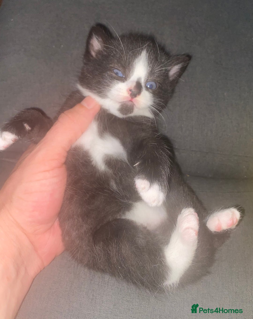 Mixed Breed cats for sale: Cute Fluffy Kittens  - Image 3