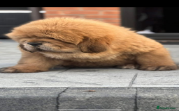 Tibetan Mastiff dogs for sale: Chinese Tibetan mastiff pups  - Image 26