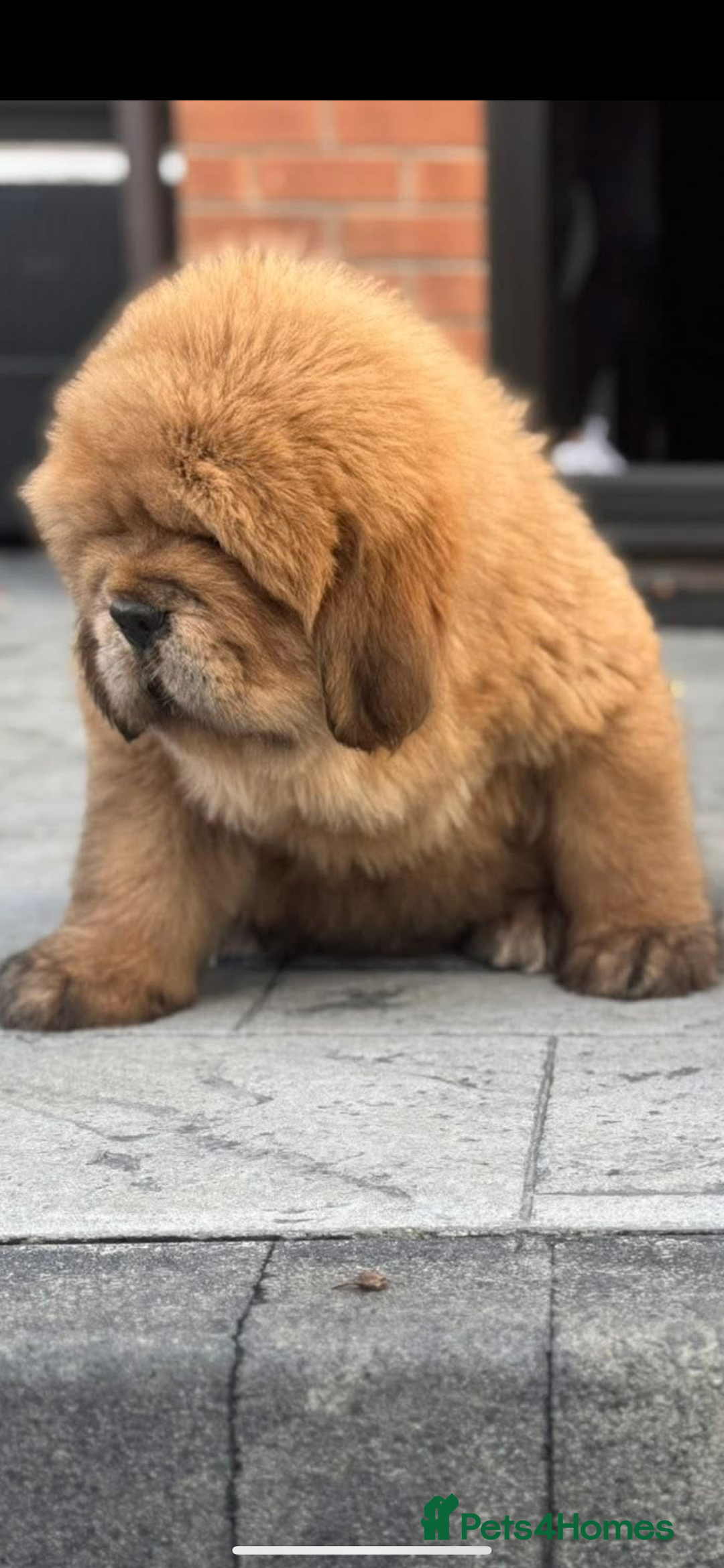 Tibetan Mastiff dogs for sale: Chinese Tibetan mastiff pups  - Image 26
