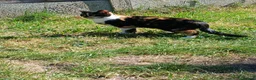 Mixed Breed cats for sale: Cat female name vela in Rainham - Advert 4