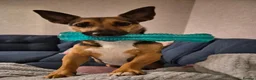 Jack Russell dogs for sale: Gus: Affectionate Jack Russell Seeks Loving Home - Advert 22