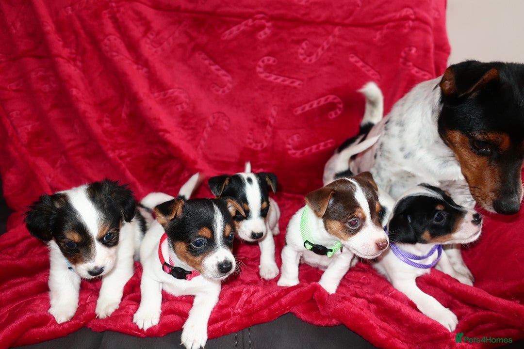 Jack Russell dogs for sale: Five beautiful Jack Russell's - Advert 3