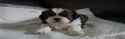 Shih Tzu dogs for sale: LOVELY SHIH TZU PUPPIES LIVER GENE  - Advert 3