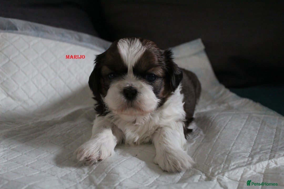 Shih Tzu dogs for sale: LOVELY SHIH TZU PUPPIES LIVER GENE  - Advert 3