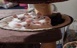 Mixed Breed cats for sale: Mixed breed kittens siamese cross Oriental  - Image 9