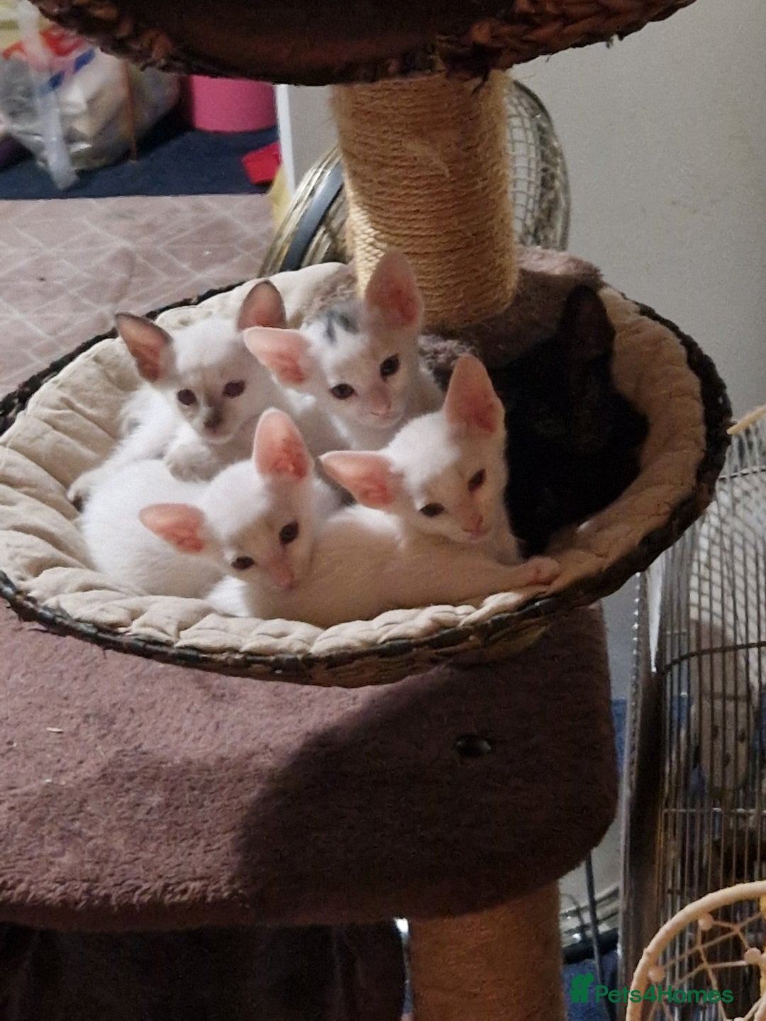 Mixed Breed cats for sale: Mixed breed kittens siamese cross Oriental  - Image 9