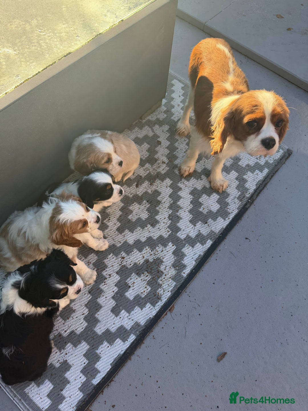 Cavalier King Charles Spaniel dogs for sale: 🐶King Charles Cavalier Puppies✨ STUNNING✨❤️🐶  - Advert 7