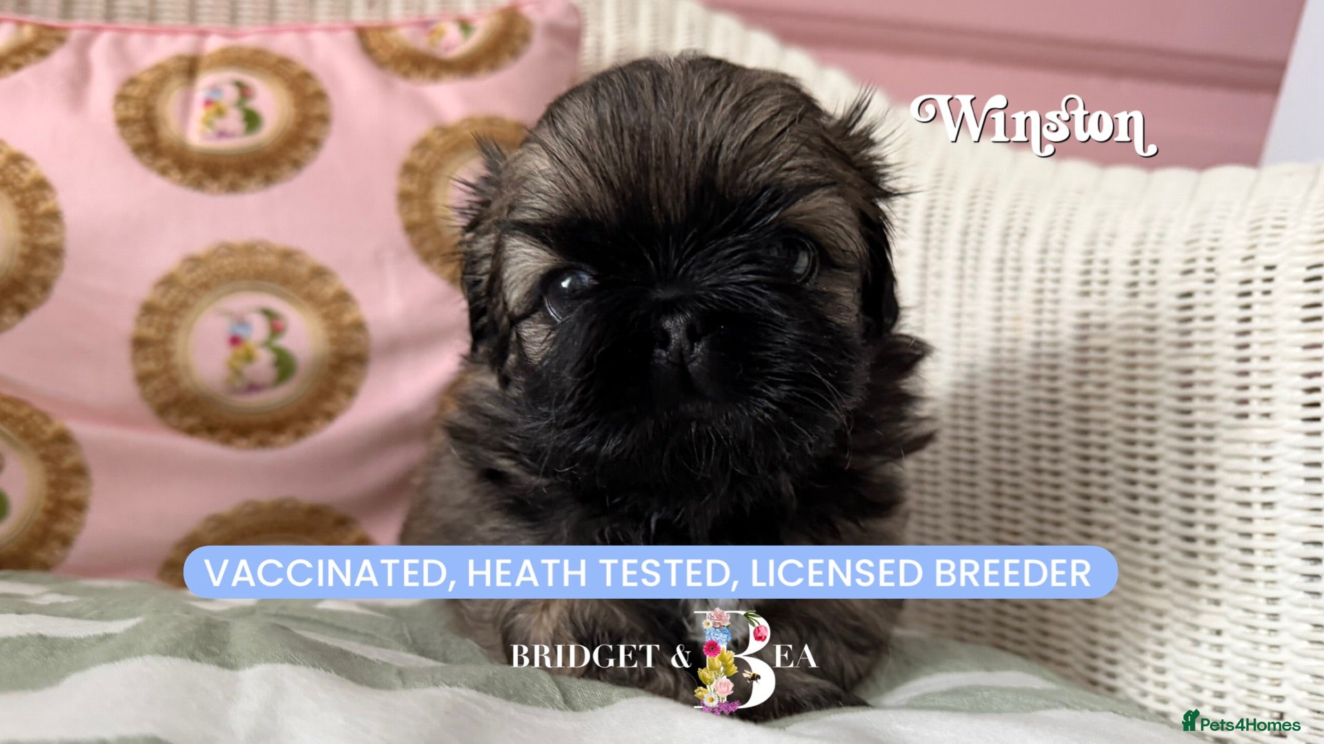 Pekingese dogs 💙 only 1 boy available 💙 - Advert 4