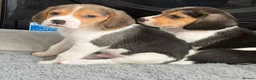 Beagle dogs for sale: Beagle puppies  - Advert 6