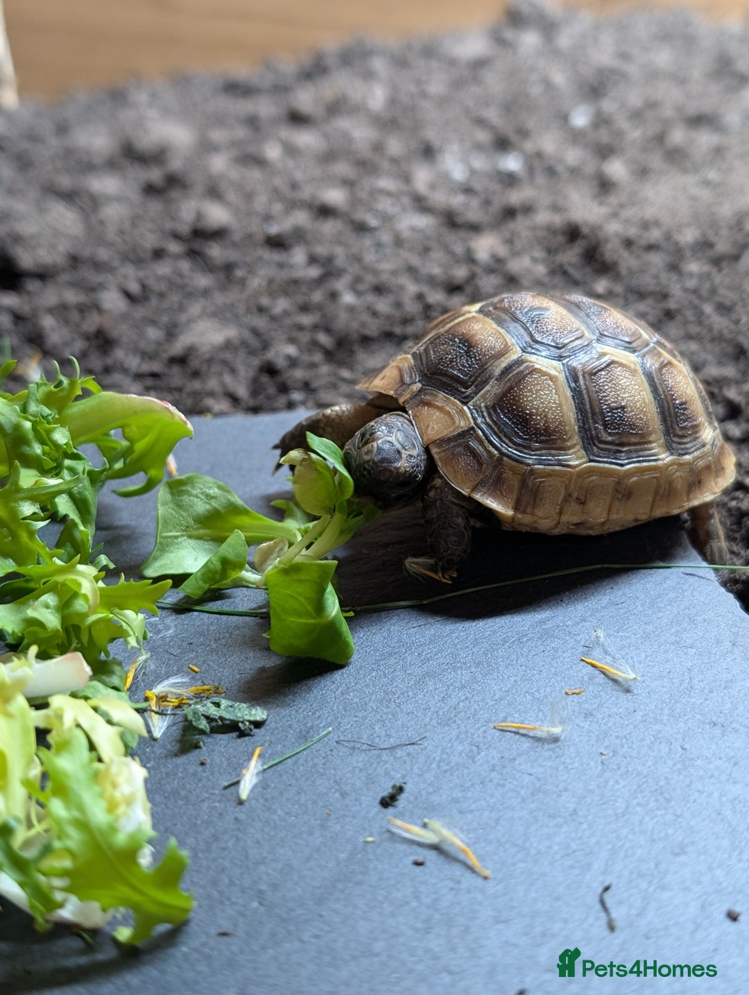 Tortoise reptiles for sale: Spur thighed tortoise  - Advert 2