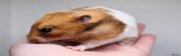Hamster rodents for sale: 2 beautiful female Syrian hamsters  - Advert 4