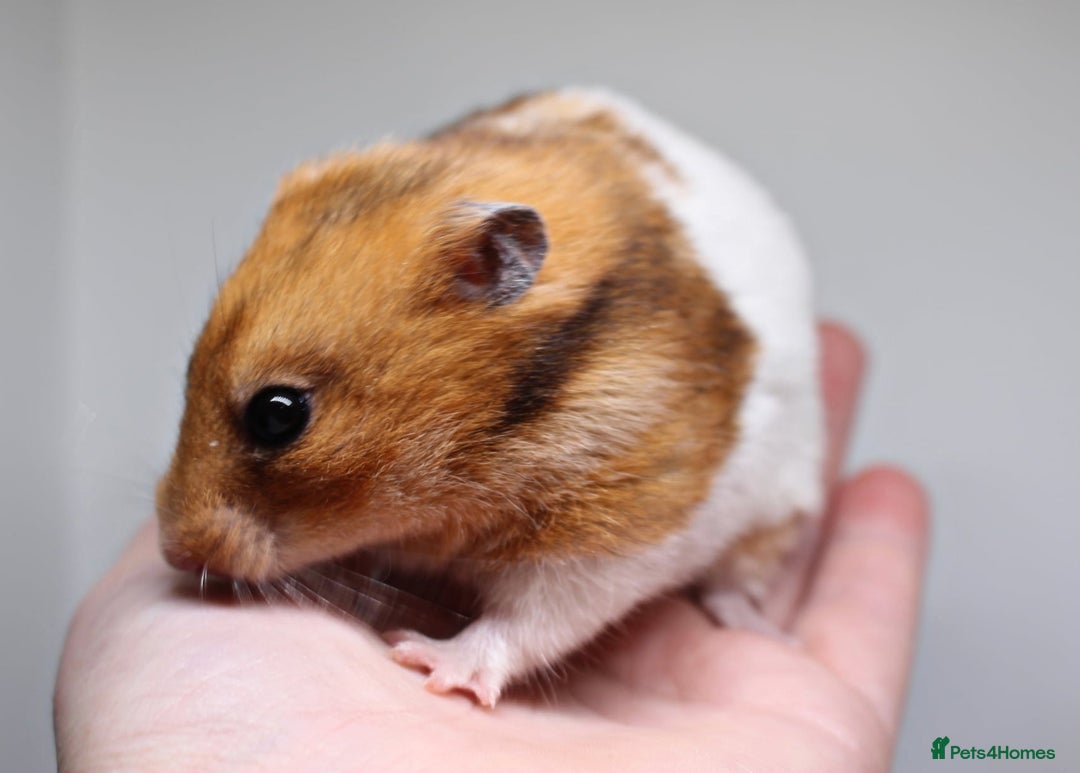 Hamster rodents for sale: 2 beautiful female Syrian hamsters  - Advert 4