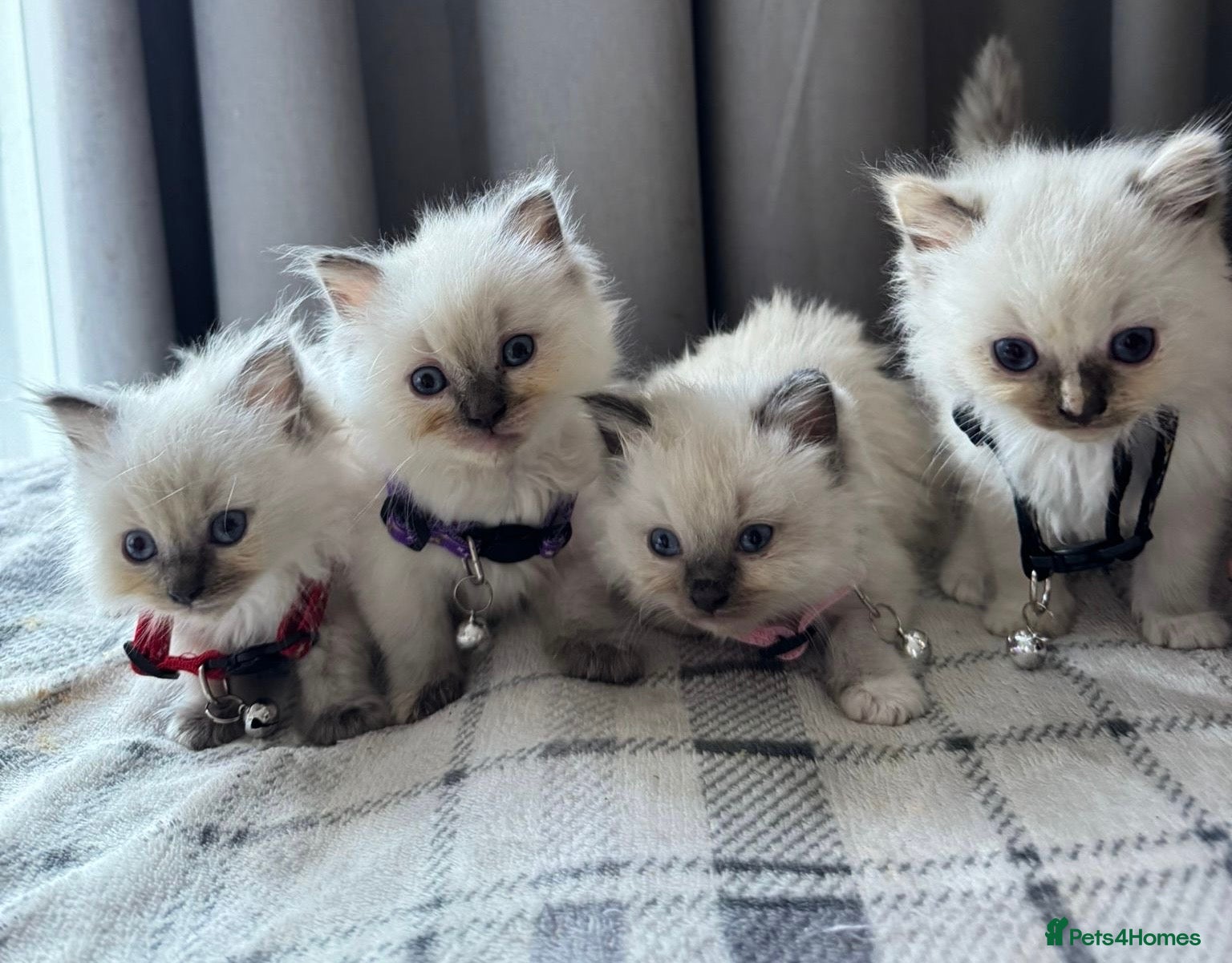 Ragdoll cats 4 Purebred Ragdoll Kittens for sale - Advert 3