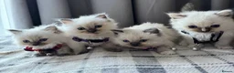 Ragdoll cats for sale: 4 Purebred Ragdoll Kittens for sale - Advert 1