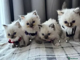 Ragdoll cats 4 Purebred Ragdoll Kittens for sale - Advert 3