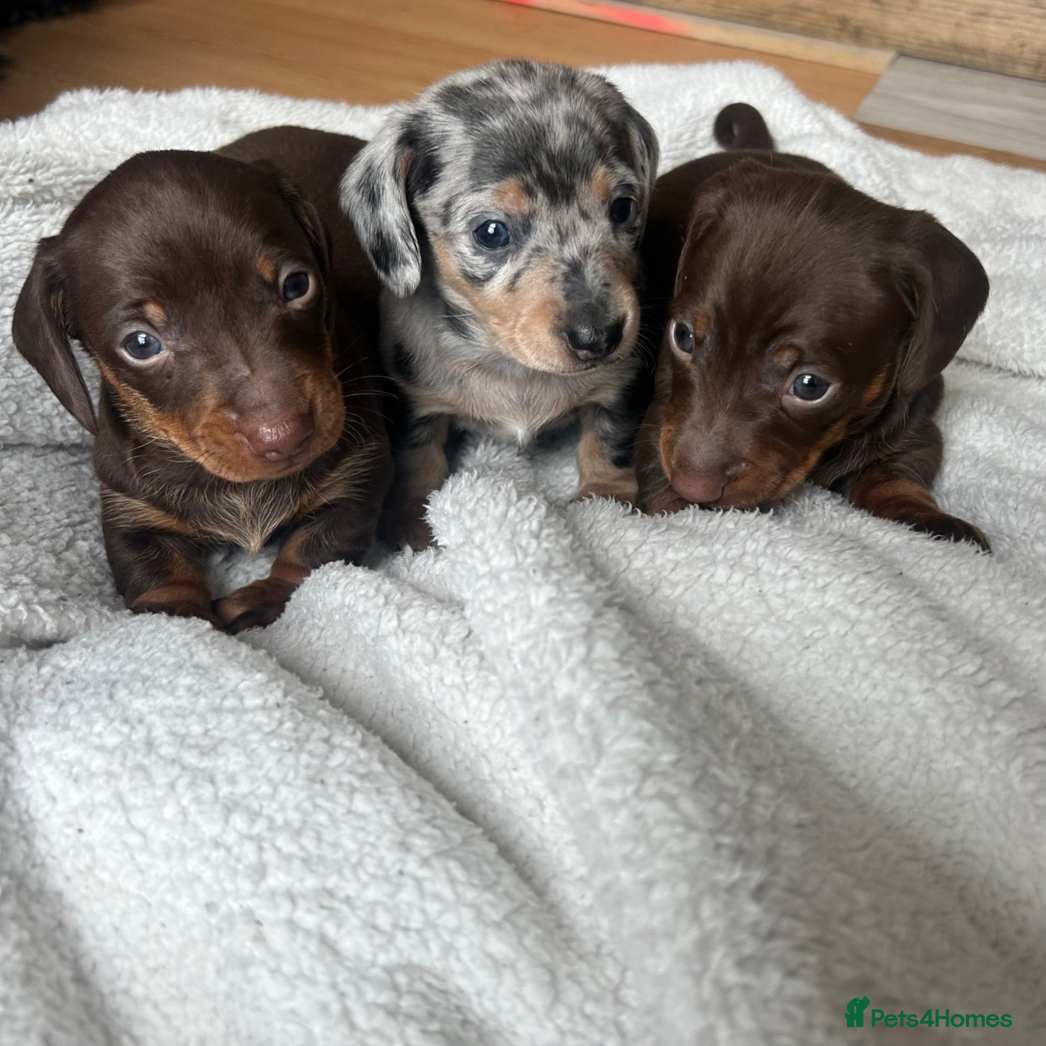 Miniature Dachshund dogs KC Registered miniature dachshund puppies  - Advert 16