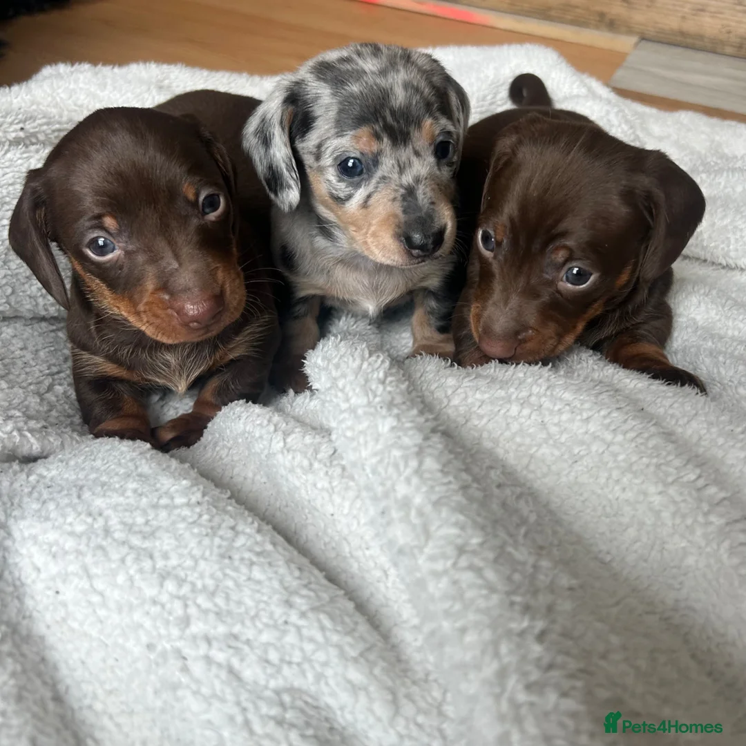 Miniature Dachshund dogs for sale: KC Registered miniature dachshund puppies  - Advert 1