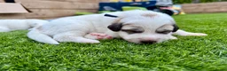 Pyrenean Mountain Dog dogs for sale: ONLY 1 Pyrenean Mountain Dog Puppies left 💙💛💙💛 - Advert 31