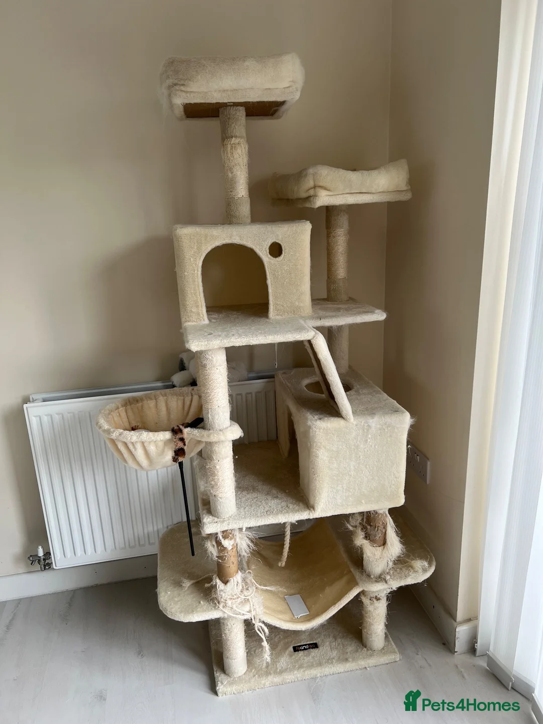 Ragdoll cats for sale: Wonderful Neo looking for a forever home  in Stoke-on-Trent - Advert 10