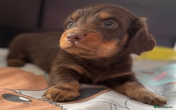 Dachshund dogs for sale: 3 beautiful long hair daschund puppies - Image 4