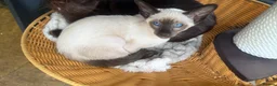 Siamese cats for sale: Siamese and oriental - Advert 3