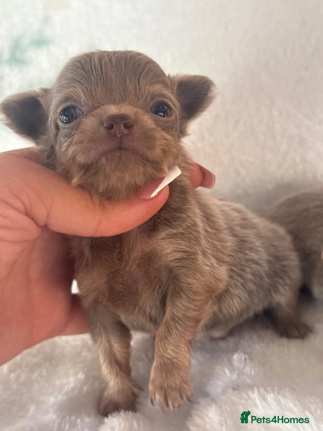 Chihuahua dogs for sale: OUTSTANDING BLUE/TAN & LILAC/TAN PUPPIES - Advert 2