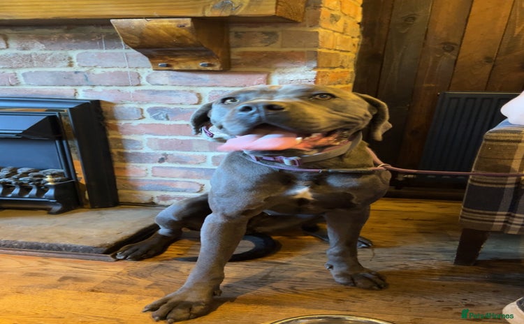 Cane Corso dogs - Advert 3