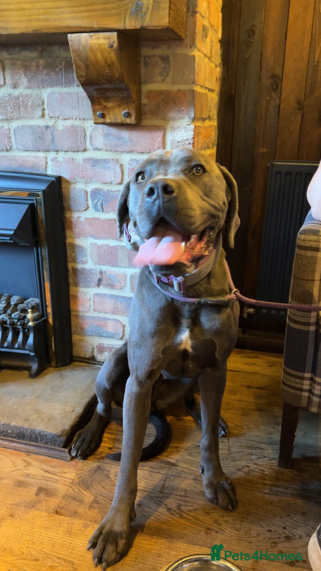 Cane Corso dogs for sale: Cane corso bitch looking for the perfect home  - Image 1