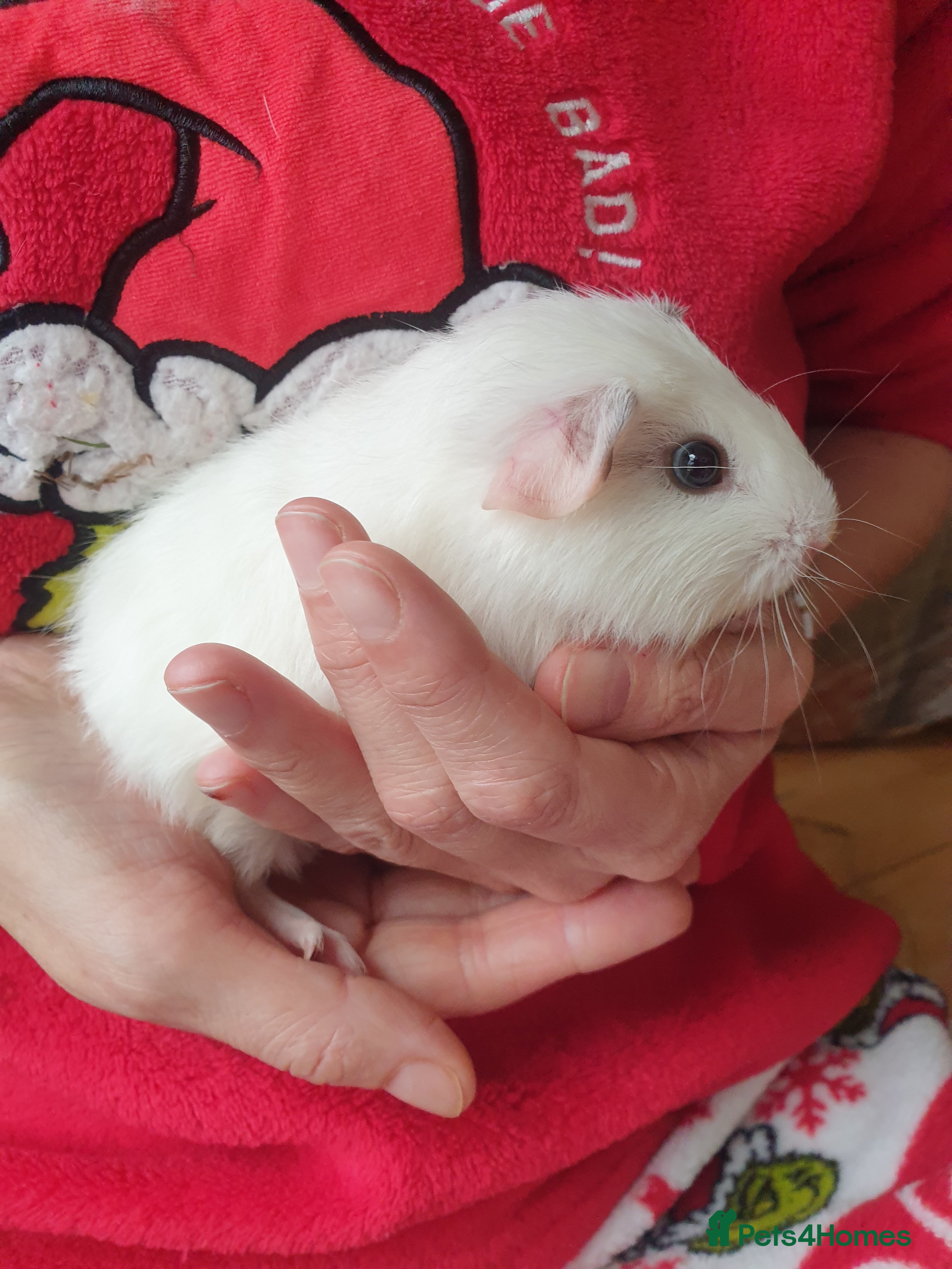 Guinea Pig rodents Baby Guinea pigs  - Advert 17