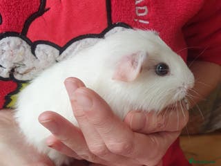 Guinea Pig rodents Baby Guinea pig - Advert 9