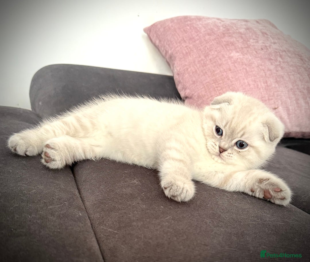 Scottish Fold cats for sale: 😻Stunning Pure breed Scottish fold kittens 😻 - Advert 24