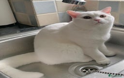 British Shorthair cats for sale: 🐻‍❄️Cuddly Pollar Bear/BSH Boy🐻‍❄️🤪🍼☘️ - Image 3