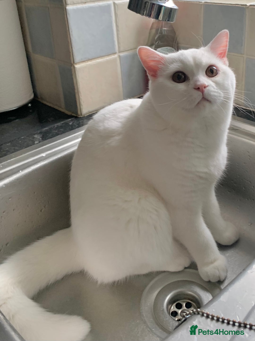 British Shorthair cats for sale: 🐻‍❄️Cuddly Pollar Bear/BSH Boy🐻‍❄️🤪🍼☘️ - Image 3