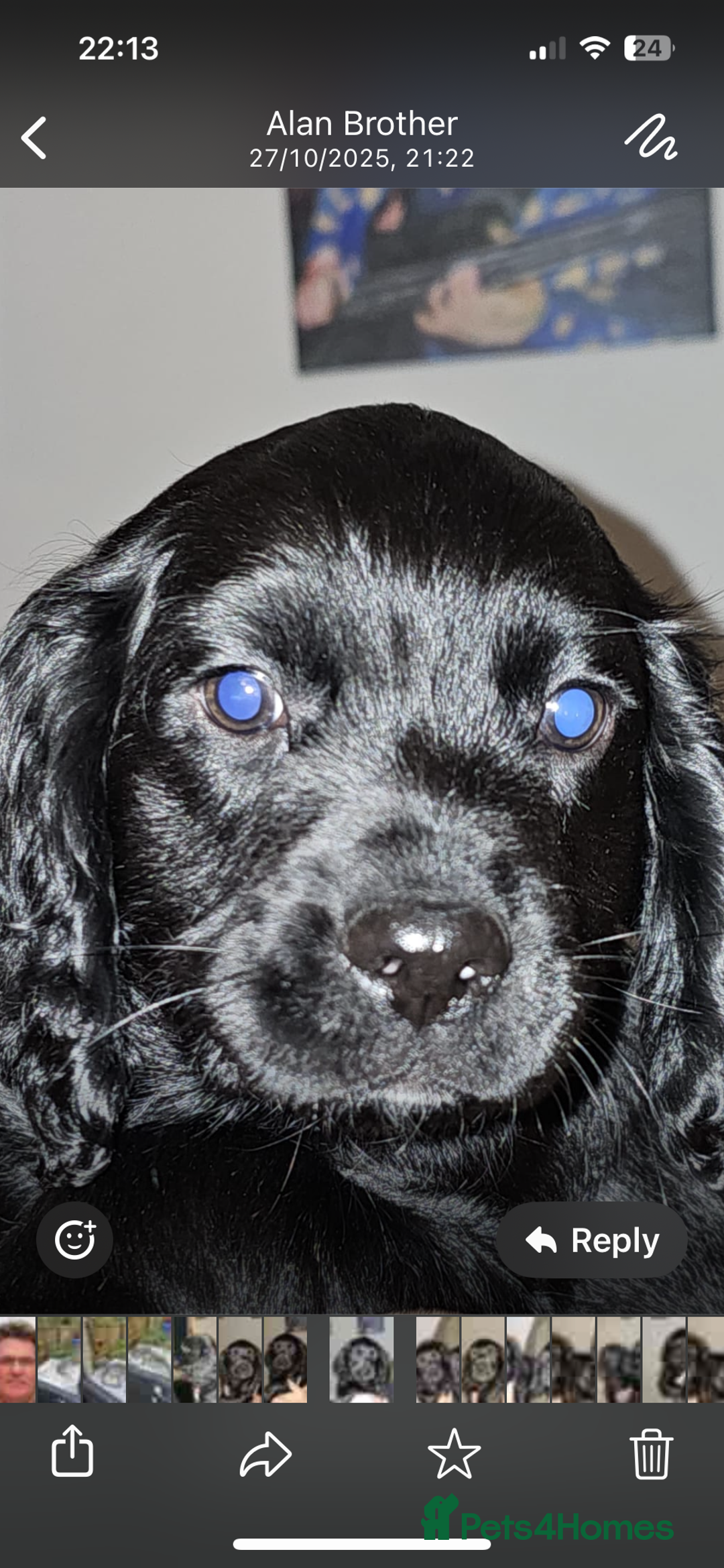 Cocker Spaniel dogs for sale: Working cocker spaniel pups - Advert 6