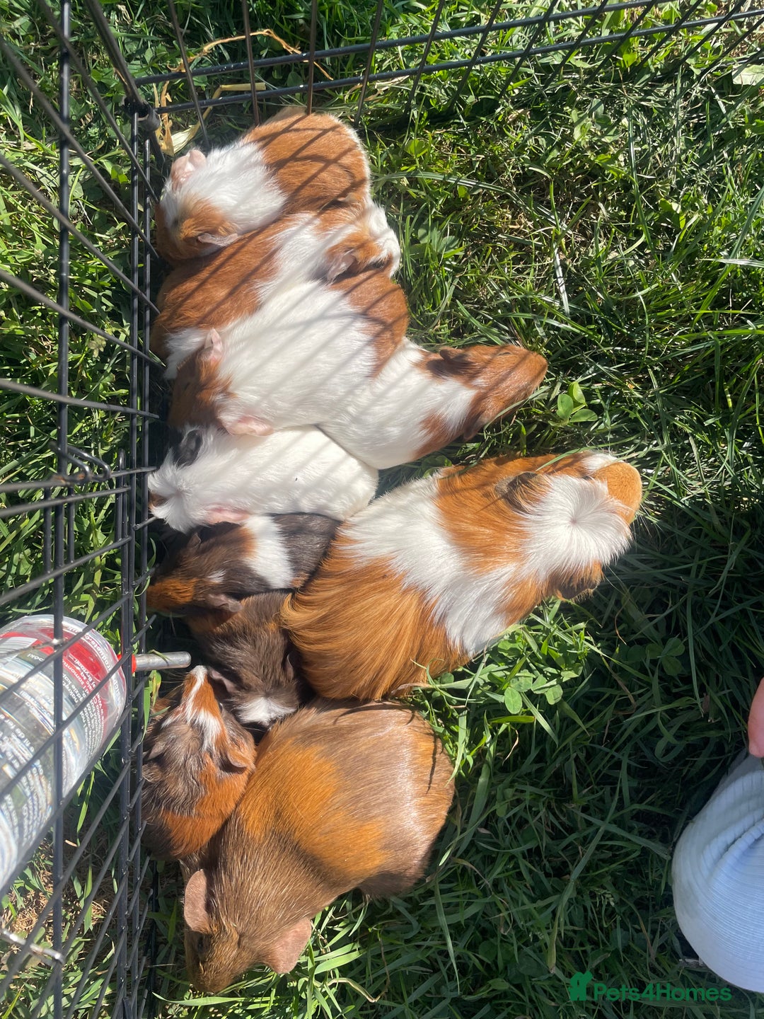 Guinea Pig rodents for sale: Baby guinea pigs  - Image 4