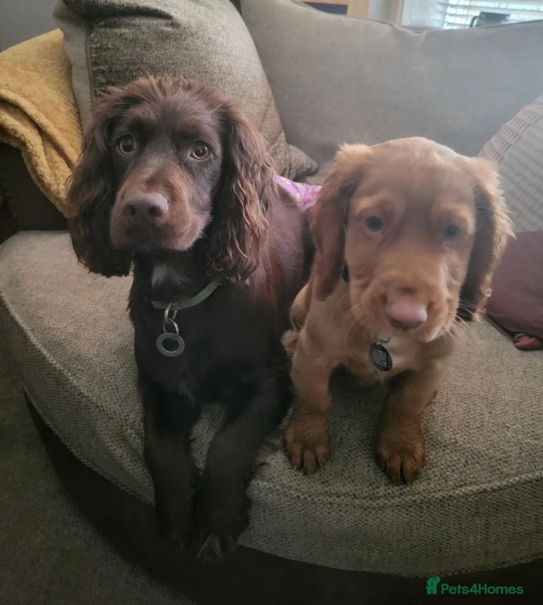 Cocker Spaniel dogs for sale: Working Cocker Spaniel - Advert 5