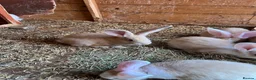 Continental Giant rabbits for sale: Continental giant babies for sale  - Advert 3