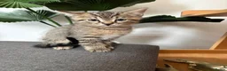 Mixed Breed cats for sale: Kittens x4 - Advert 7
