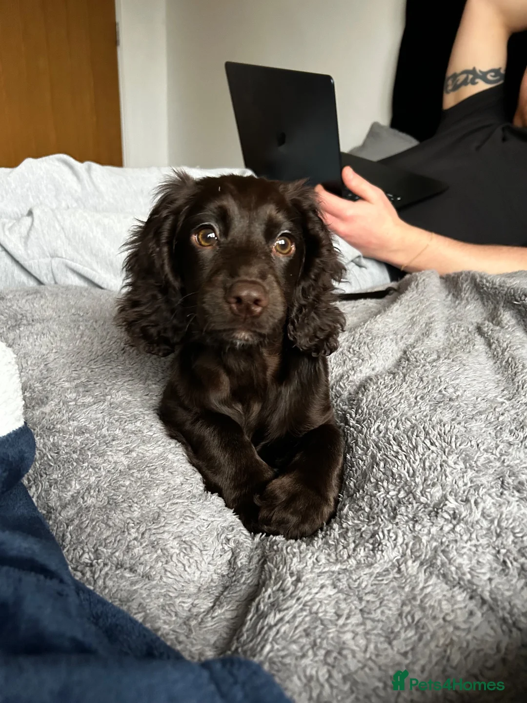 Cocker Spaniel dogs for sale:  Cocker Spaniel Puppies – Ready to Reserve! 🐾 - Advert 2
