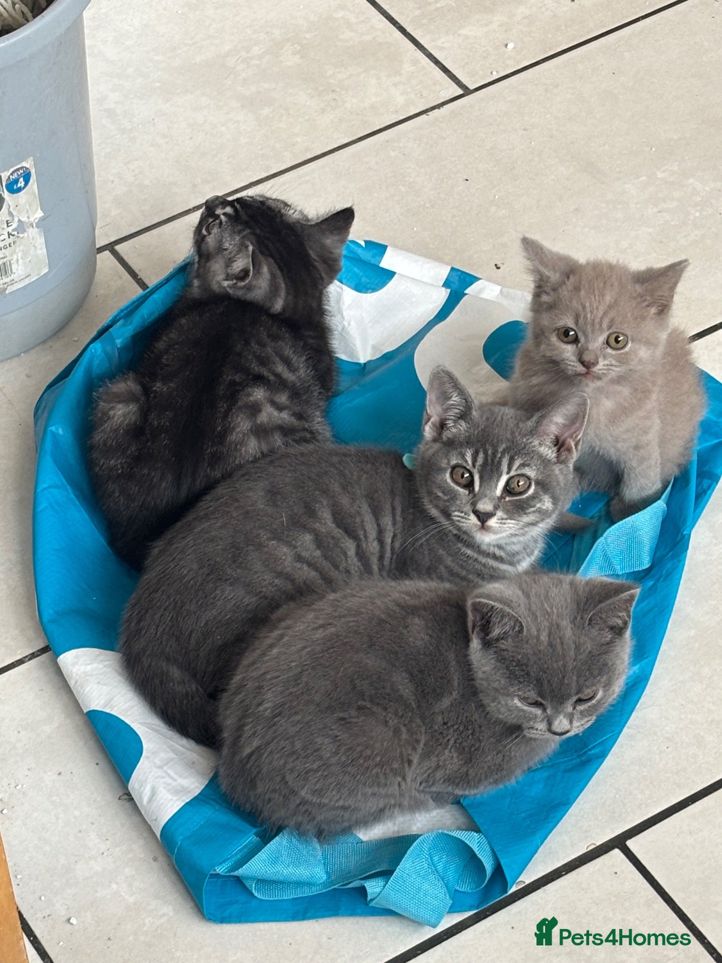 Mixed Breed cats Half bengal half BSH litter  - Advert 2