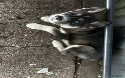 Siberian Husky dogs for sale: 6 month female husky  - Image 8