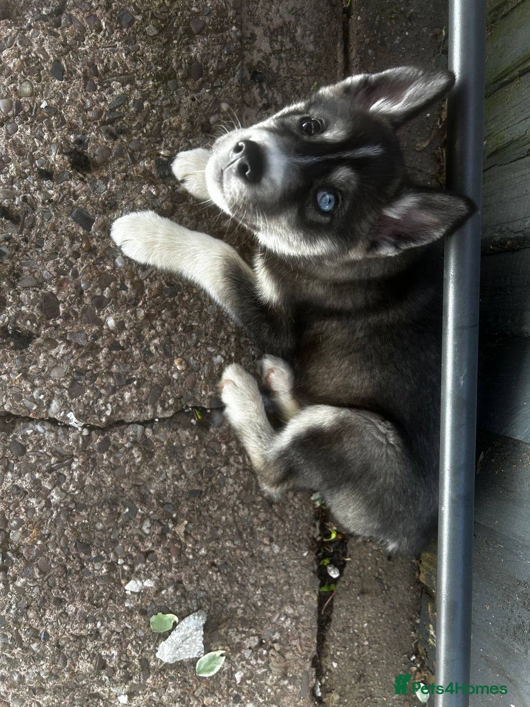 Siberian Husky dogs for sale: 6 month female husky  - Image 8