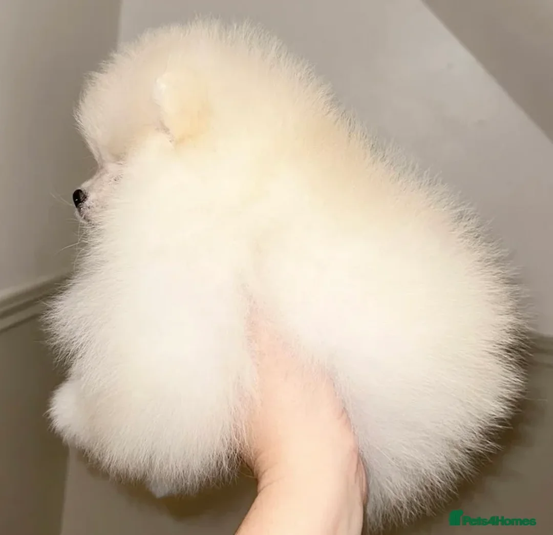 Pomeranian dogs for sale: KC Registered Champion blood line Pomeranian  - Advert 1