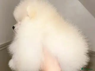 Pomeranian dogs KC Registered Champion blood line Pomeranian - Advert 2