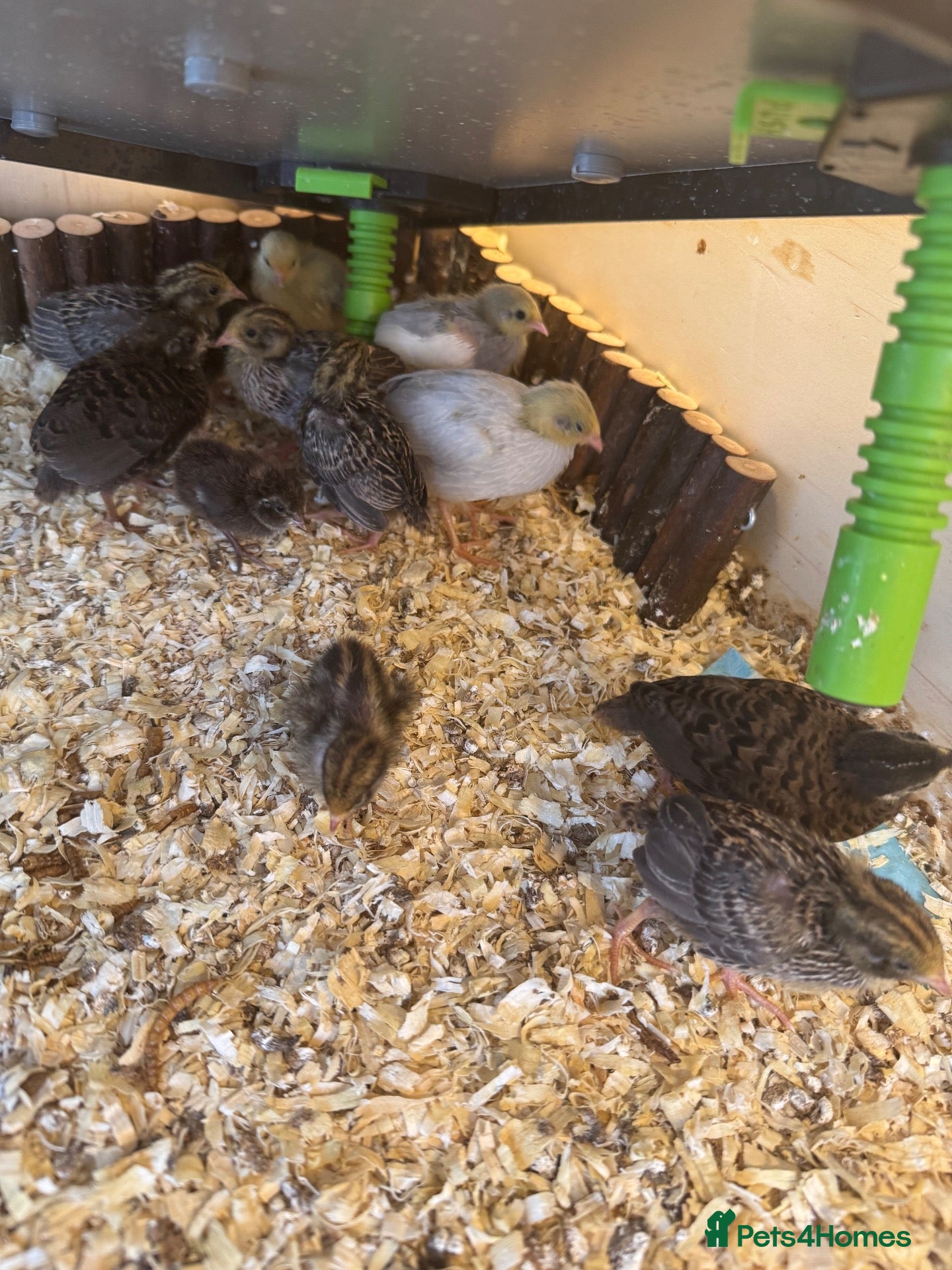 Quail poultry Button Quail  - Advert 1