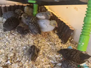 Quail poultry Button Quail - Advert 5